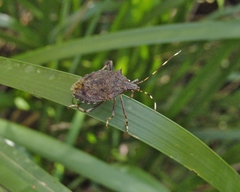 Austromalaya aculeata