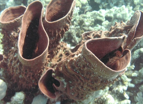 Callyspongia crassa (Keller, 1889)