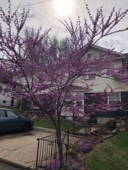 Cercis canadensis