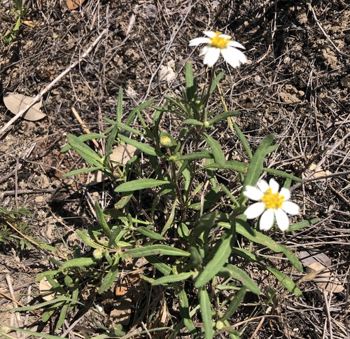 blackfoot daisy