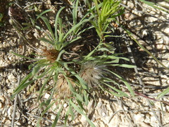 Townsendia hookeri
