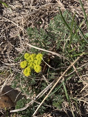 Lomatium foeniculaceum