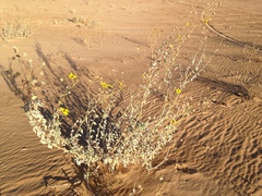 Helianthus niveus tephrodes