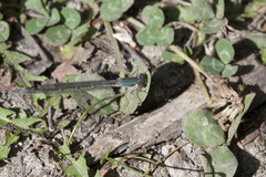 Oxyagrion ablutum