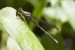 Argia joergenseni