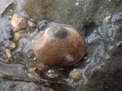 Venerupis largillierti