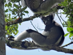 Indri indri
