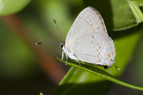Red-crescent Scrub-Hairstreak