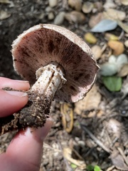 Agaricus incultorum