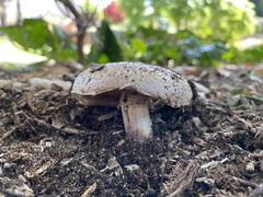 Agaricus incultorum