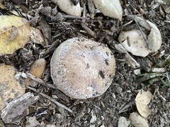 Agaricus incultorum