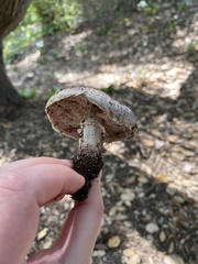 Agaricus incultorum
