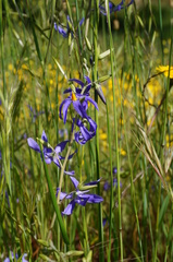 Conanthera bifolia