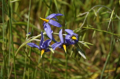 Conanthera bifolia