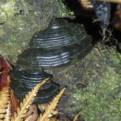 Fomitopsis hemitephra