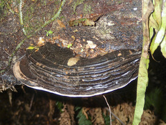 Fomitopsis hemitephra