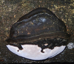 Fomitopsis hemitephra