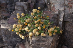 Haplopappus macrocephalus