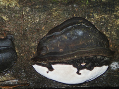 Fomitopsis hemitephra