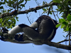 Indri indri