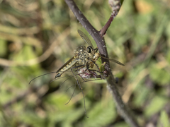 Dysmachus fuscipennis