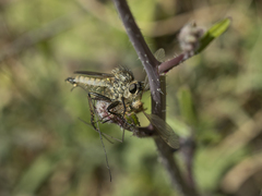 Dysmachus fuscipennis
