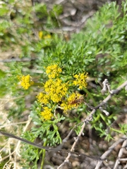 Lomatium grayi