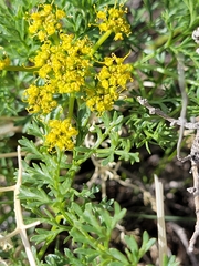 Lomatium grayi