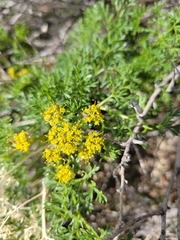 Lomatium grayi
