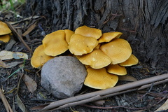Gymnopilus junonius