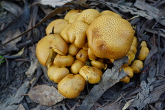 Gymnopilus junonius