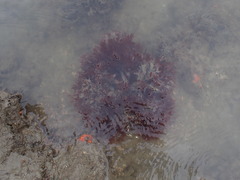 Stenogramma interruptum