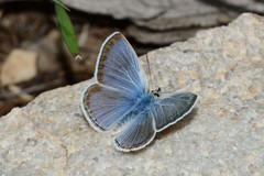 Icaricia icarioides fulla