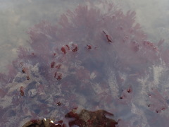 Stenogramma interruptum