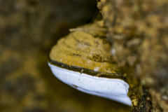 Fomitopsis hemitephra