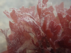 Stenogramma interruptum
