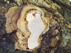 Fomitopsis hemitephra
