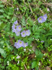 Polemonium reptans