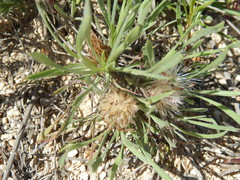 Townsendia hookeri