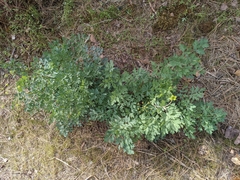 Lomatium californicum