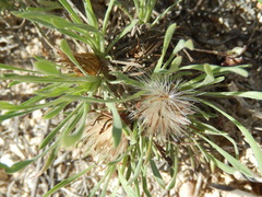 Townsendia hookeri