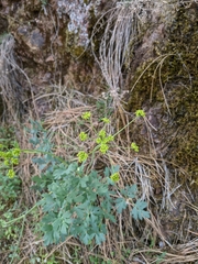 Lomatium californicum