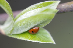 Adalia bipunctata