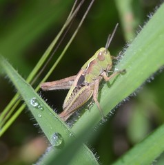 Chorthippus apicalis
