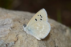 Icaricia icarioides fulla