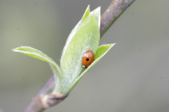 Adalia bipunctata