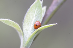 Adalia bipunctata