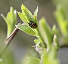 Chrysomela vigintipunctata