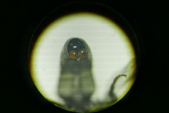 Eumerus ornatus