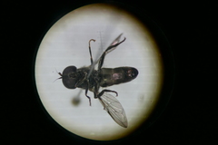Eumerus ornatus